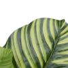 Pond Leaf Plant