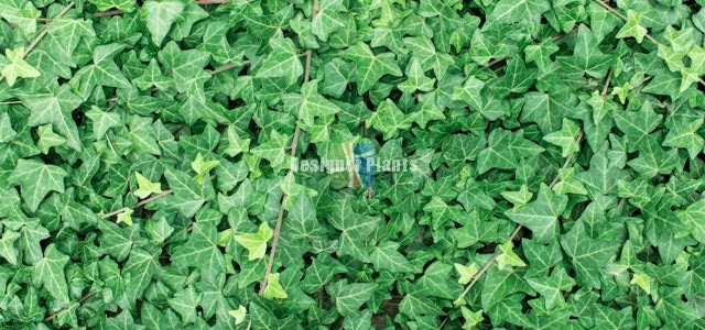 Artificial Ivy garden wall