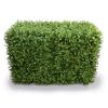 DELUXE PORTABLE BUXUS HEDGES UV RESISTANT 100cm LONG x 55cm HIGH UV