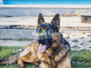 Best fence for dogs