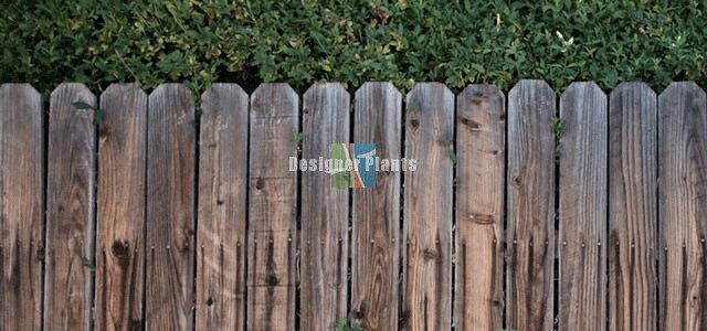 Compare fence options