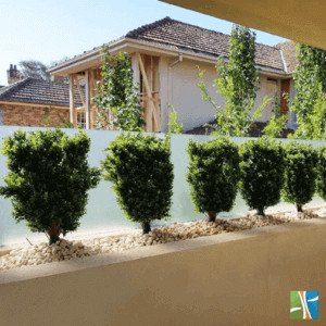 Hedyotis Shrub on a fence