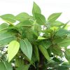 bushy ficus dark trunk