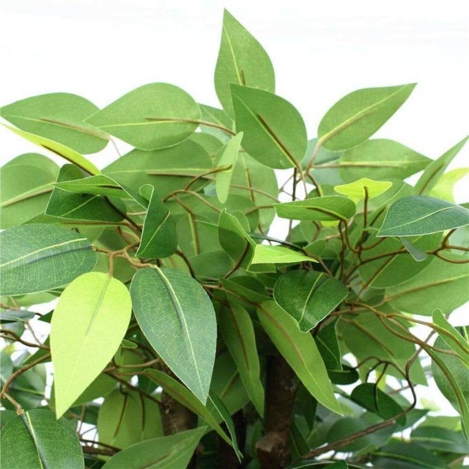 bushy ficus dark trunk