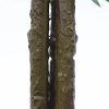 ficus dark trunk