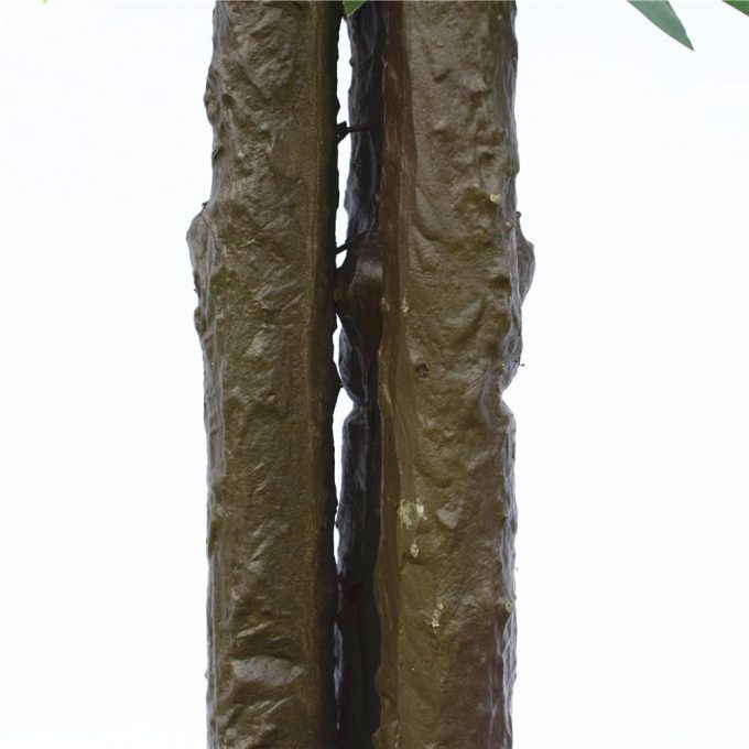 ficus dark trunk