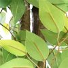 bushy ficus dark trunk