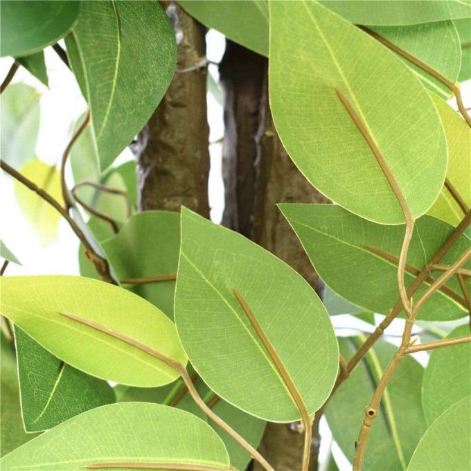 bushy ficus dark trunk