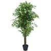 bushy ficus dark trunk
