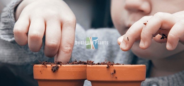 Vertical gardens for schools and beginners
