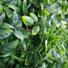 Quality green wall with a variety of green wall plants