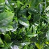 Quality green wall with a variety of green wall plants