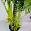 Multi trunk artificial hawaii palm tree
