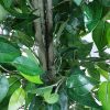 Bushy artificial ficus tree with plastic trunk