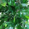 Bushy artificial ficus tree with plastic trunk