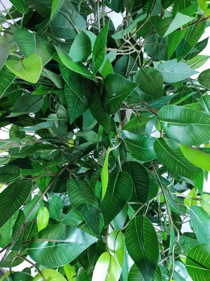 Bushy artificial ficus tree with plastic trunk