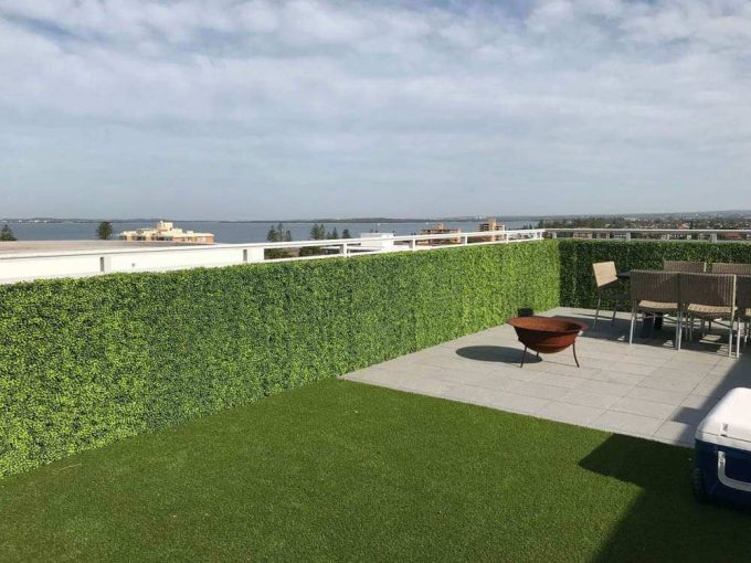 Fake mixed boxwood hedges
