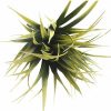 Yellow Tipped Grass Stem