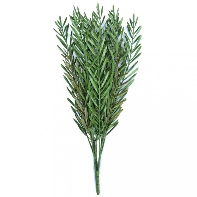 Native Tea Tree Stem