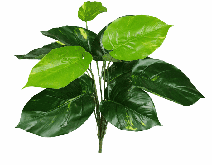 lily stem