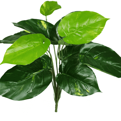 lily stem