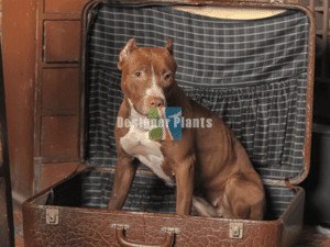 Home style comfy pet bed