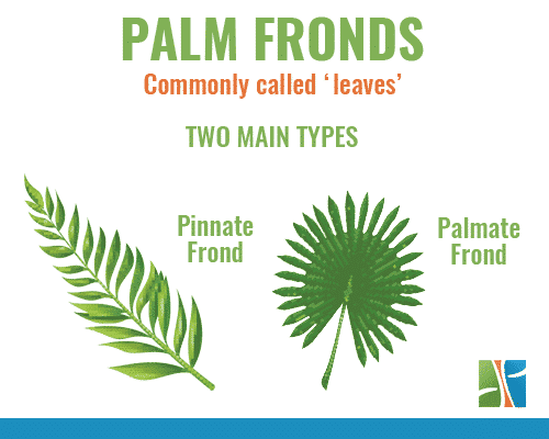 palm tree fronds and palm tree leaves