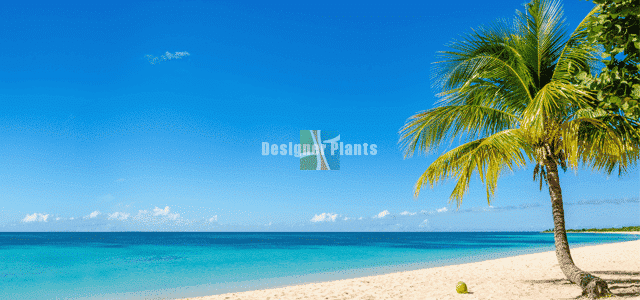palm trees and artificial palms