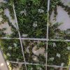 Hanging Artificial Ivy Garland