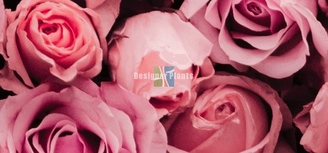 floral wall wedding