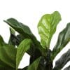 Artificial Fiddle Fig Tree 70cm
