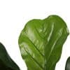 Artificial Fiddle Fig Tree 70cm
