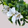 Flowering Jasmine Plant Stem