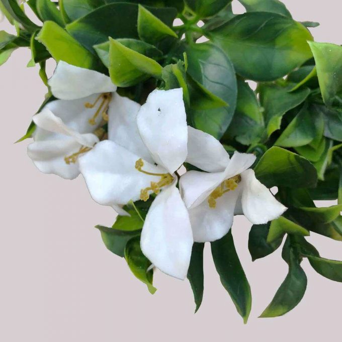 Flowering Jasmine Plant Stem