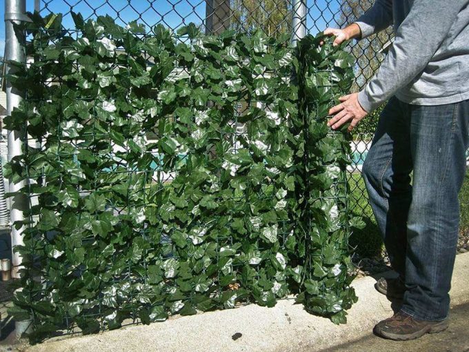 Ivy rolls extended out onto a cyclone fence