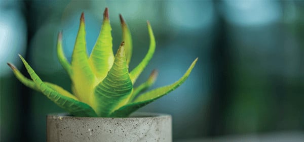 Indoor house plant living and faux variety