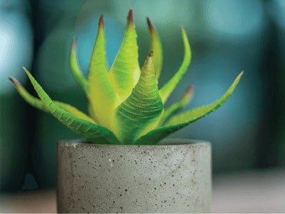 indoor plants for your home