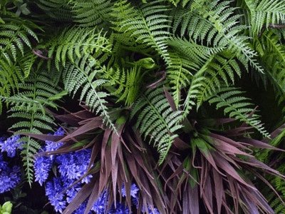Vertical wall garden - Artificial vertical garden