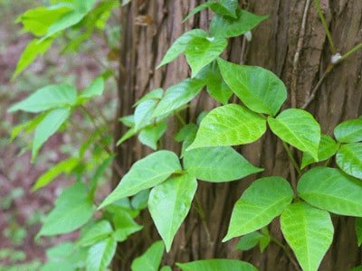 how to get rid of poison ivy