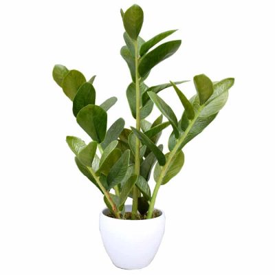 artificial small potted zanzibar plant