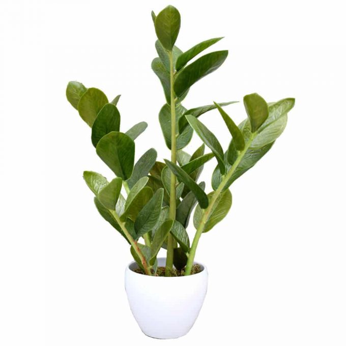 artificial small potted zanzibar plant