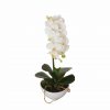 Butterfly Orchid - White
