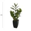 Potted Zanzibar 46cm