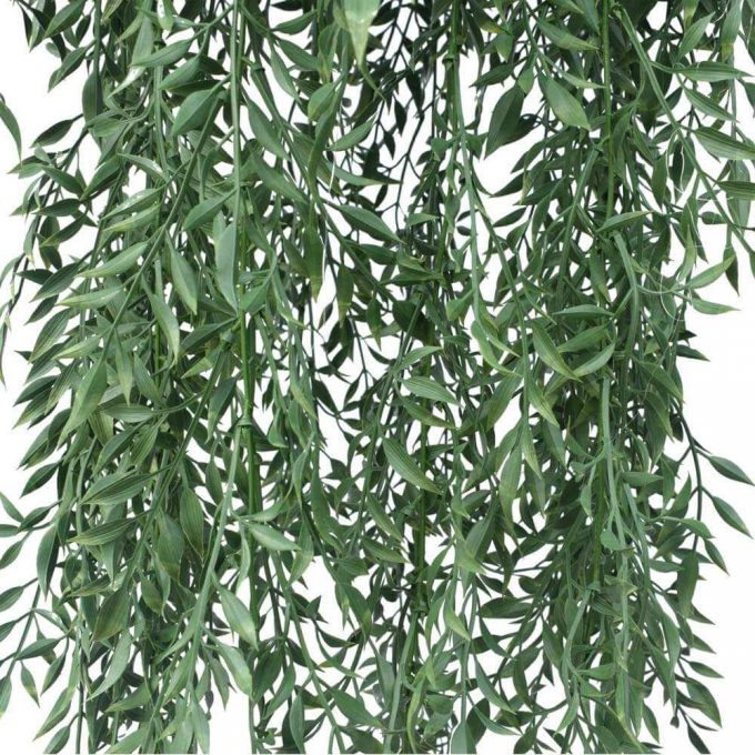 Fern Hanging Basket