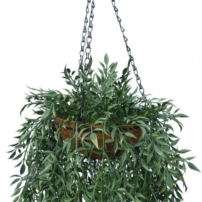 Fern Hanging Basket Details