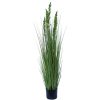 Flowering Native Grass