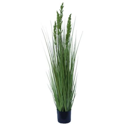 Flowering Native Grass