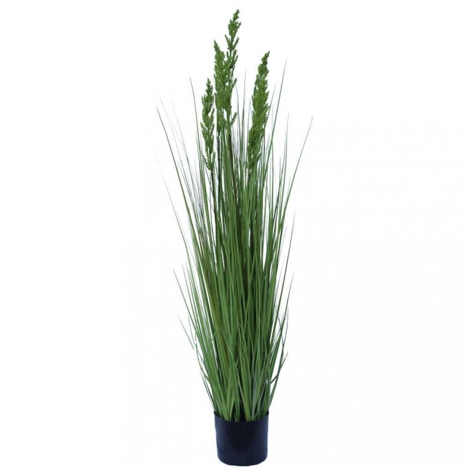 Flowering Native Grass