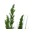Flowering Native Grass Details (3)
