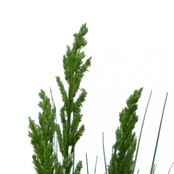 Flowering Native Grass Details (3)